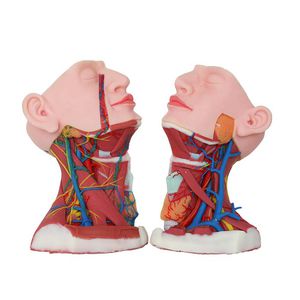 Anatomisches Modell / Hals