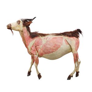 Anatomisches Modell / Körper
