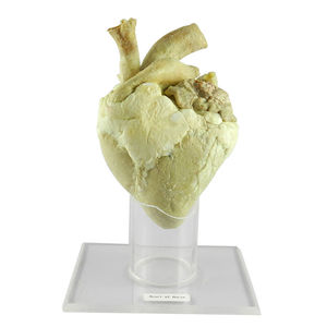 anatomisches Herzmodell 1