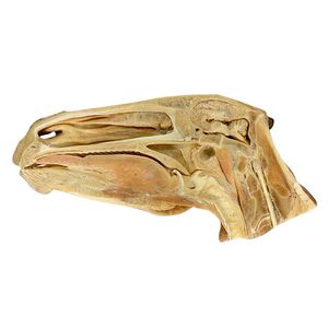 Anatomisches Modell / Kopf 1
