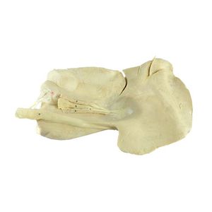 Anatomisches Modell / Leber 1