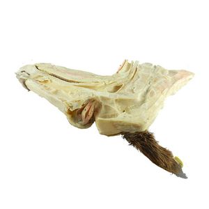 Anatomisches Modell / Kopf 1