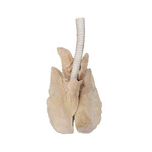 anatomisches Lungenmodell 1