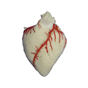 anatomisches Herzmodell 1