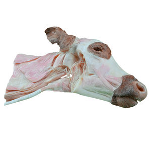 Anatomisches Modell / Kopf
