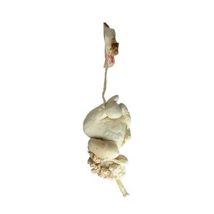 anatomisches Modell des Stoffwechselsystems