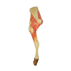 Anatomisches Modell / untere Extremitäten