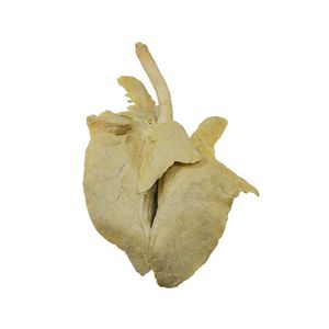 anatomisches Lungenmodell 1