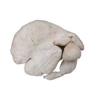 anatomisches Magenmodell 1