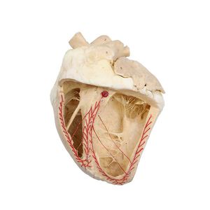 anatomisches Herzmodell 1