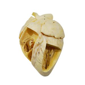anatomisches Herzmodell