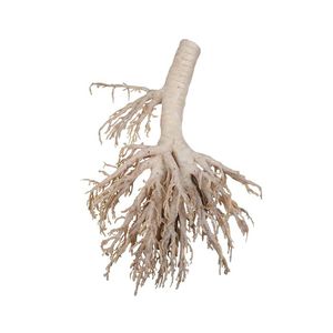 Anatomisches Modell / Bronchial 1