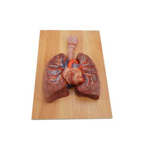 anatomisches Lungenmodell 1