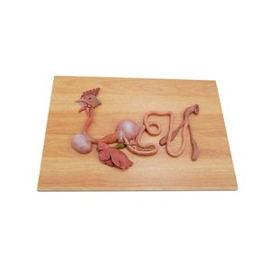 anatomisches Modell des Stoffwechselsystems