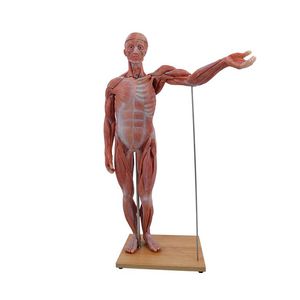 Anatomisches Modell / Ganzkörper 1