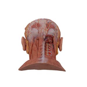Anatomisches Modell / Kopf 1