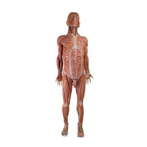 Anatomisches Modell / Körper