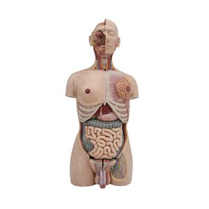 Anatomisches Modell / Rumpf 1