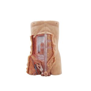 Anatomisches Modell / Körper 1