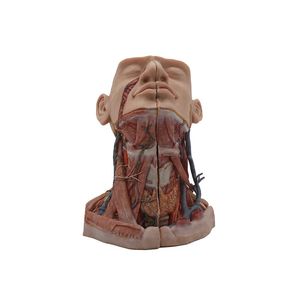 Anatomisches Modell / Kopf 1