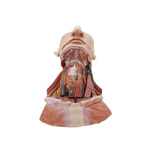 Anatomisches Modell / Kopf 1