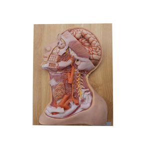 Anatomisches Modell / Kopf 1