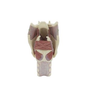 Anatomisches Modell / Larynx 1