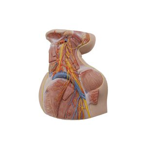 Anatomisches Modell / Hals 1