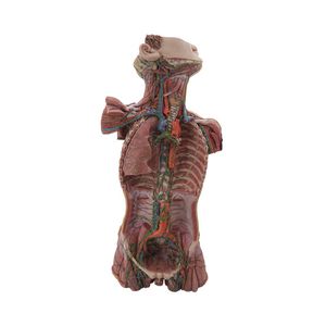 Lymphsystem anatomisches Modell 1