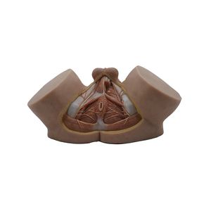 Anatomisches Modell / Becken 1