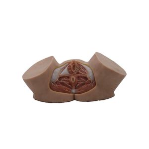 Anatomisches Modell / Becken 1