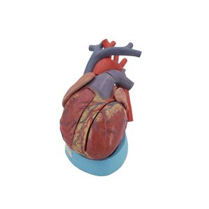 anatomisches Herzmodell 1