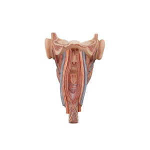 Pharyngen anatomisches Modell