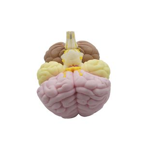 anatomisches Gehirnmodell 1