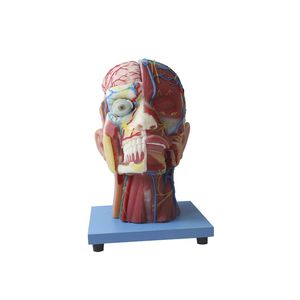 Anatomisches Modell / Kopf 1
