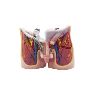 Anatomisches Modell / Becken 1