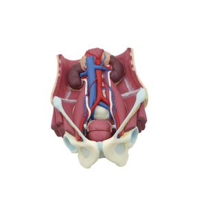 anatomisches Modell des Harnapparats 1