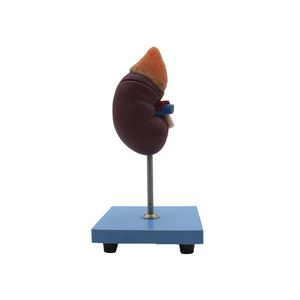 Anatomisches Modell / Niere 1