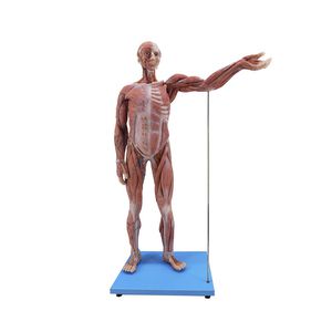 Anatomisches Modell / Ganzkörper 1