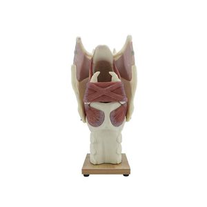 Anatomisches Modell / Larynx 1