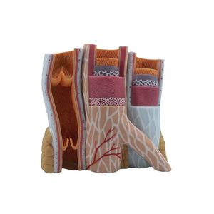 Anatomisches Modell / Arterie 1