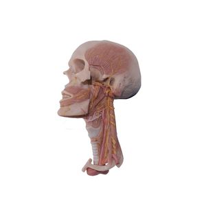 Anatomisches Modell / Kopf 1