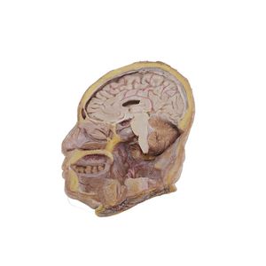 Anatomisches Modell / Kopf