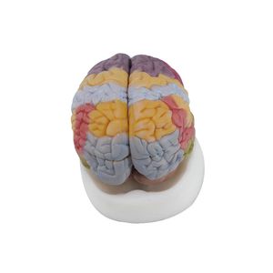 anatomisches Gehirnmodell 1