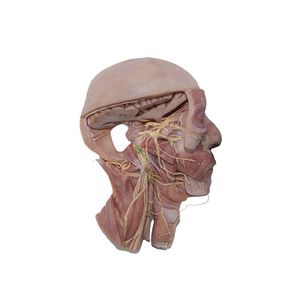 Anatomisches Modell / Kopf 1