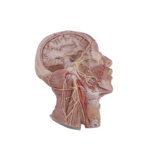 anatomisches Gehirnmodell 1