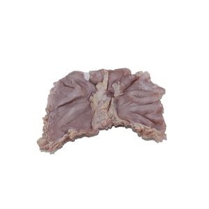 anatomisches Magenmodell