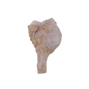 Anatomisches Modell / Knochen