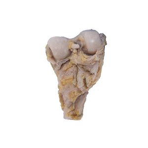 Anatomisches Modell / Knochen