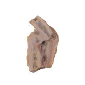 Anatomisches Modell / Knochen
